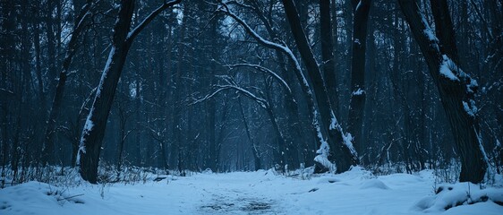 Obraz premium Snow-covered forest path in winter twilight, trees bare of leaves, snowflakes falling gently.
