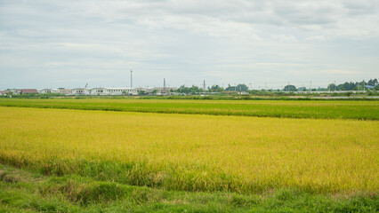 Obraz premium Golden rice field landscape with a rural village and cloudy sky in the background scenery