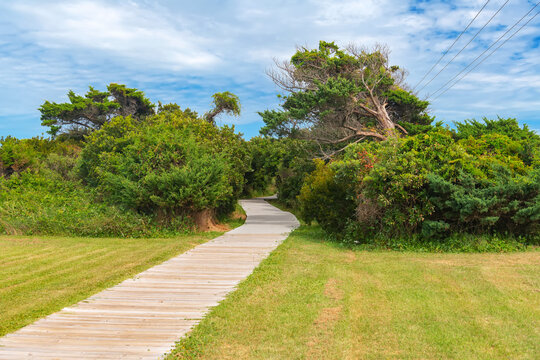 A narrow wooden walkway curves through dense coastal vegetation in North Carolina.