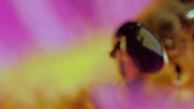 Honey bee feeding on nectar of pink aster flower in super macro 4k video, capturing vibrant insect wildlife and delicate floral details