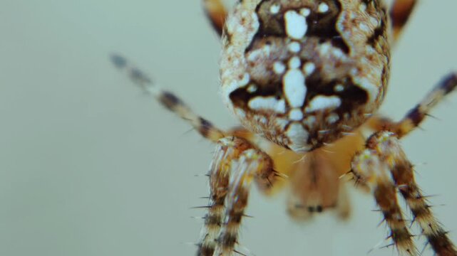 Orb weaver spider araneus diadematus resting on intricate web against isolated white background in super macro 4k video, arachnid close up