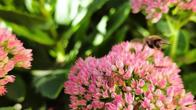 Flower crab spider hunting honey bees on showy stonecrop sedum flowers in dramatic macro 4k video, capturing predatory insect wildlife action