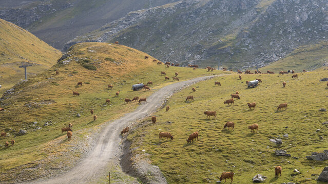 troupeau de vaches dans les alpages, p&acirc;turage dans les alpes en &eacute;t&eacute;, production de lait pour le fromage en Savoie