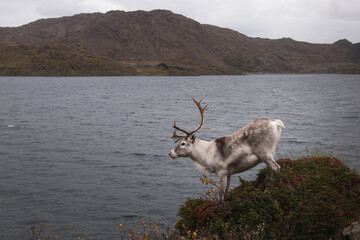 Reindeer standing on rocky shore near lake in Norway landscape © hendrikwolter