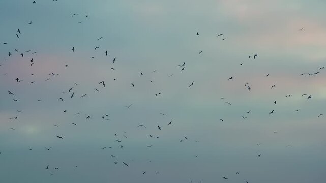 Birds Circling in a Dramatic Sky. A large number of birds circling in the background of the cloudy sky in sunset colors