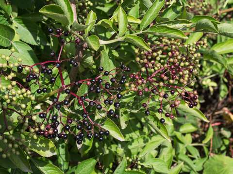 European black elderberry plant with ripening fruit.
