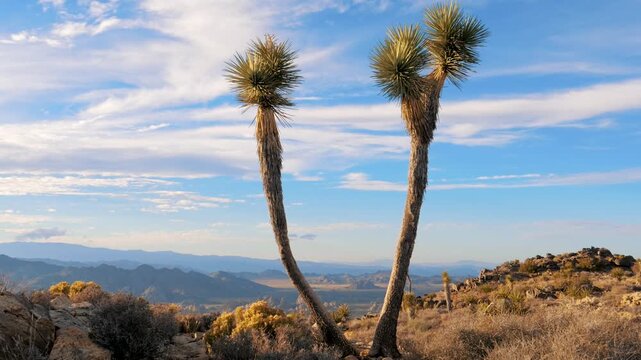 Two iconic joshua trees standing tall in v shape against stunning backdrop of mojave desert, with rugged mountains and blue sky with scattered clouds on a sunny day. Timelapse video