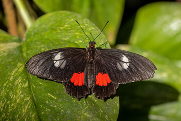 top view macro of a male transandean cattleheart butterfly parides iphidamas with striking black and red wings resting on a green leaf © mschauer