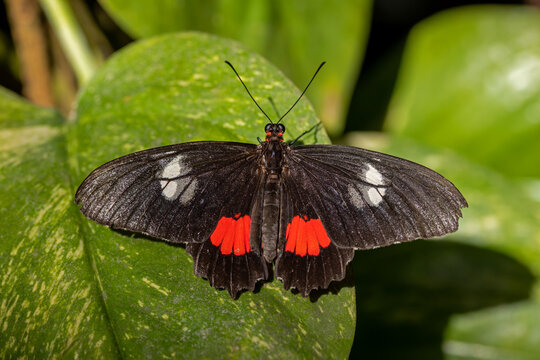 top view macro of a male transandean cattleheart butterfly parides iphidamas with striking black and red wings resting on a green leaf