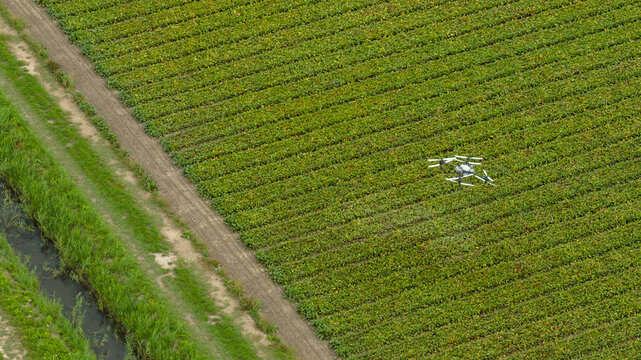 Aerial view of a drone flying over a large agricultural field with rows of crops, a dirt path, and a small canal in Zeewolde, Flevoland, Netherlands.