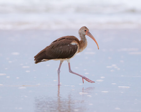 Immature White Ibis on a Florida Beach