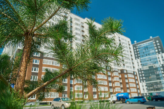 Young Pine Tree Trunk and Needle Branches Planted in Outdoor Parking Lot Near Contemporary Multi Story Residential Building