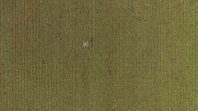 Aerial view of a vast agricultural field with uniform crop rows and a small white marker in the center in Zeewolde, Flevoland, Netherlands.