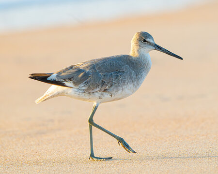 Willets on a Florida Beach