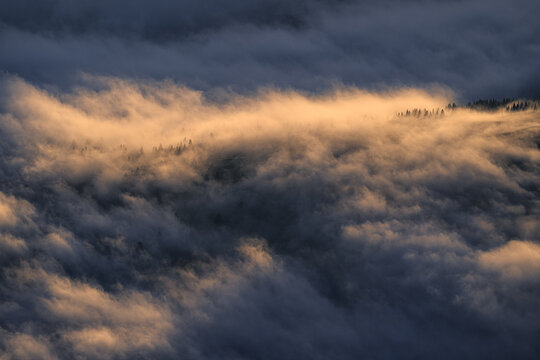 Golden sunrise light illuminating low clouds and morning fog rolling over a pine forest on a mountain ridge. Tranquil wilderness landscape background with copy space.