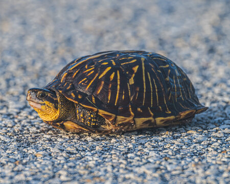 Box Turtle in Florida