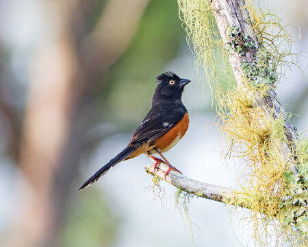 Eastern Towhee in Ocala National Forest