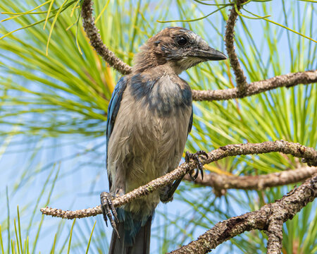 Florida Scrub Jays in Ocala National Forest