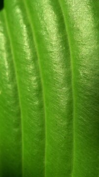 Detailed close-up shot of vibrant green hosta leaves with natural texture and subtle imperfections in soft outdoor garden lighting.
