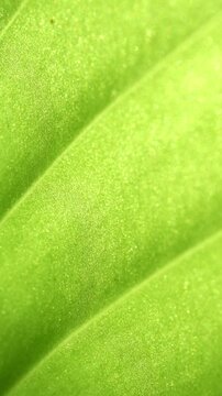 Detailed close-up shot of vibrant green hosta leaves with natural texture and subtle imperfections in soft outdoor garden lighting.