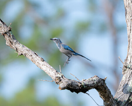 Florida Scrub Jays in Ocala National Forest