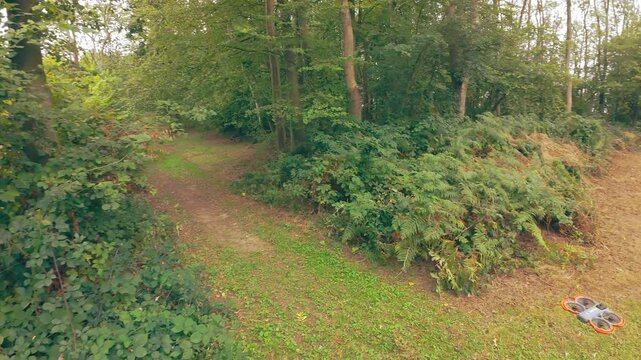 Lush green ferns flank a quiet forest trail. Trees stand tall, casting soft shadows. Foliage sways gently in the breeze. Peaceful woodland atmosphere invites calm contemplation