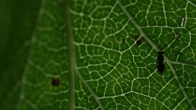 Extreme close up macro shot of a vibrant green grape leaf veins moving gently in the natural summer breeze captured in high quality