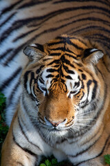 Fototapeta premium Amur tiger's muzzle in close-up on a bright sunny day. Wildlife, mammals, predators.