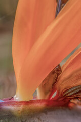 The lower section of the bird of paradise flower sepals in bloom © Mauricio Acosta