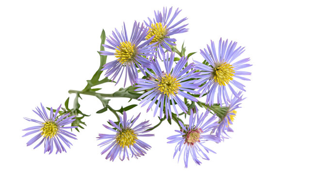 Isolated sprig of vibrant purple aster flowers with yellow centers, fresh botanical beauty.