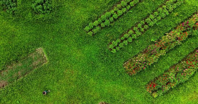 Top down aerial view of a botanical garden with colorful flower beds arranged in rows and green grass lawn in a park setting