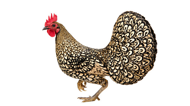 Isolated Golden Laced Wyandotte bantam rooster with distinctive intricate feather patterns.