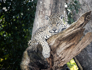 jaguar on the tree © Agatha Carr