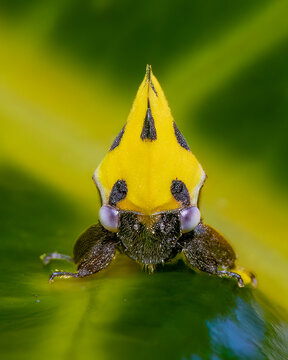 Leafhopper