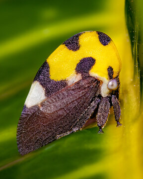 Leafhopper