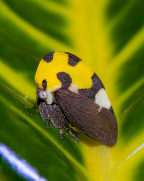 Leafhopper