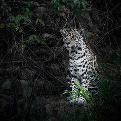 jaguar in the wetlands of Pantanal, Brasil © Agatha Carr