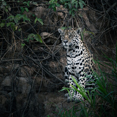 jaguar in the wetlands of Pantanal, Brasil © Agatha Carr