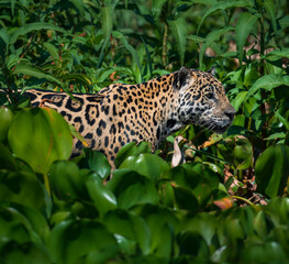 jaguar moving in the wetlands of Pantanal, Brasil © Agatha Carr