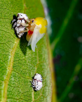 Leafhopper