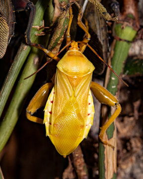 shieldbug