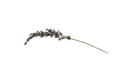 Isolated delicate dried lavender sprig with aromatic purple flowers and thin stem © Aoife