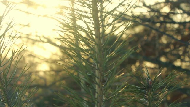 Evergreen pine sprout backlit golden sunset. Close up conifer needles bokeh.