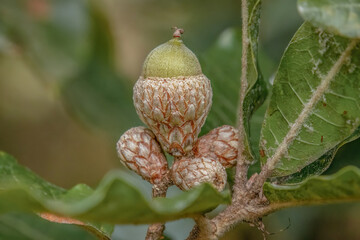 An almost mature acorn of the Colombian oak stands out © Mauricio Acosta