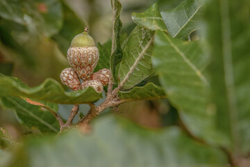 An almost mature acorn of the Colombian oak stands out © Mauricio Acosta