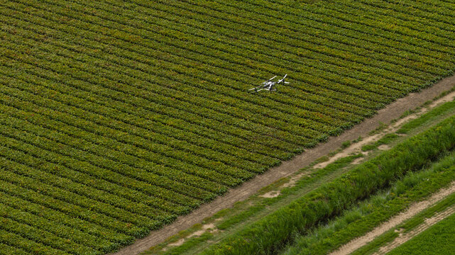 Aerial view of a drone flying over a large agricultural field with rows of crops, a dirt path, and a small canal in Zeewolde, Flevoland, Netherlands.
