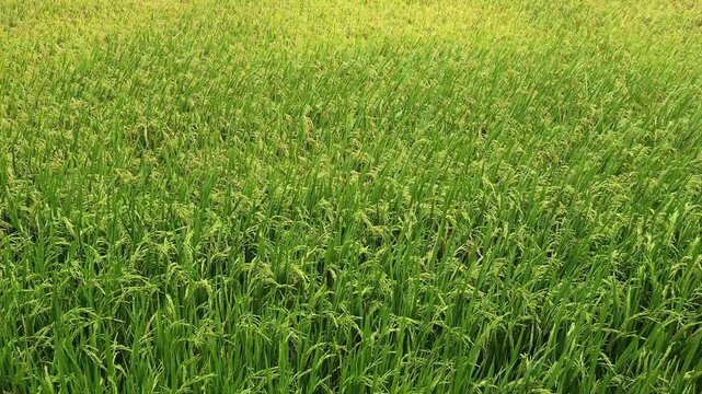 Rice paddy field in Vietnam.
