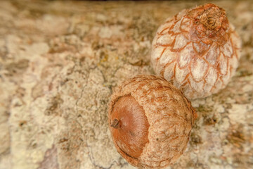 Dried Colombian oak acorns and empty cupules on a log © Mauricio Acosta