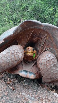 Giant tortoise eating a leaf in a frontal closeup. A green leaf protrudes from a tortoise mouth between scaled forelegs beneath its shell.