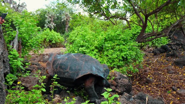 Giant tortoise beside leafy shrubs in Galapagos. A tortoise extends its head over dark rocks beneath a rounded shell beside green foliage.